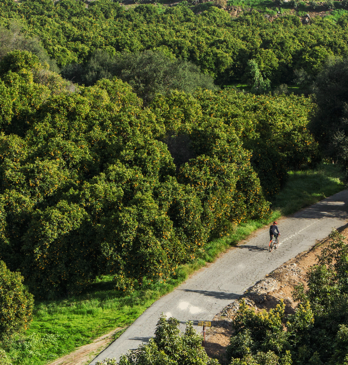 A cyclist rides along a narrow path beside a vast orange grove. The orange trees are lush and dense, filled with ripe fruit. Sunlight filters through the foliage, casting dappled shadows on the ground and creating a serene, natural setting.